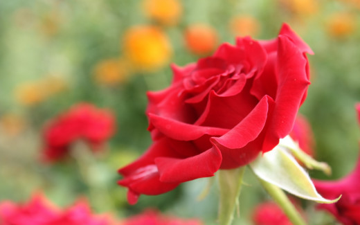 599272 (a): :2560x1600